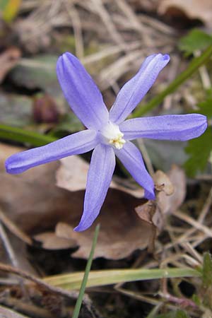 Scilla sardensis \ Sardes-Schneeglanz, Dunkle Sternhyazinthe, D Ludwigshafen 8.4.2013