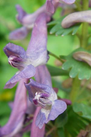 Corydalis solida \ Fester Lerchensporn, Gefingerter Lerchensporn, D Weinheim an der Bergstraße 19.4.2013