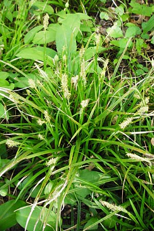 Carex sylvatica \ Wald-Segge, D Gernsheim 17.4.2015