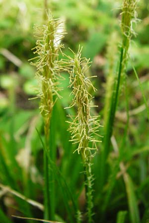 Carex sylvatica \ Wald-Segge, D Gernsheim 17.4.2015