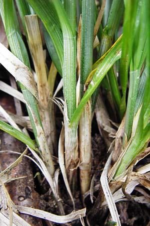 Carex spicata \ Stachel-Segge, Korkfrchtige Segge, D Langgöns 25.4.2015