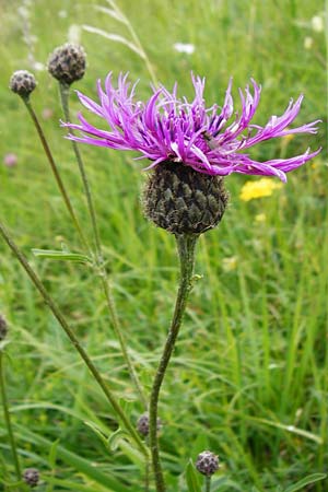 Centaurea scabiosa \ Skabiosen-Flockenblume, D Hechingen 20.6.2015