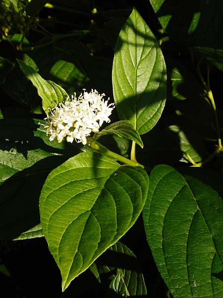 Cornus sericea \ Seidiger Hartriegel / Red Osier Dogwood, D Mannheim 1.7.2015