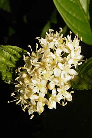 Cornus sericea \ Seidiger Hartriegel, D Mannheim 1.7.2015