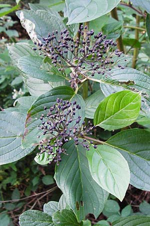 Cornus sericea \ Seidiger Hartriegel / Red Osier Dogwood, D Odenwald, Unterflockenbach 2.7.2015