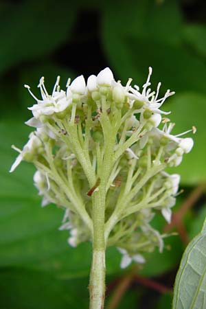 Cornus sericea \ Seidiger Hartriegel, D Weinheim an der Bergstraße 20.7.2015