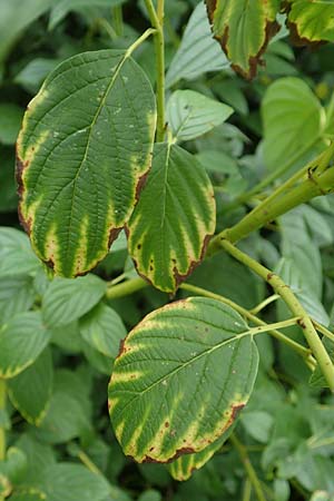 Cornus sericea / Red Osier Dogwood, D Mannheim 18.8.2015