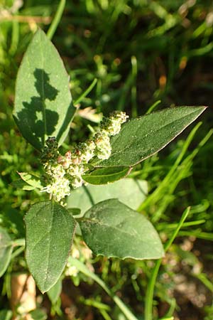 Chenopodium striatiforme \ Kleinblttriger Gnsefu / False Striped Goosefoot, D Mannheim 29.9.2015