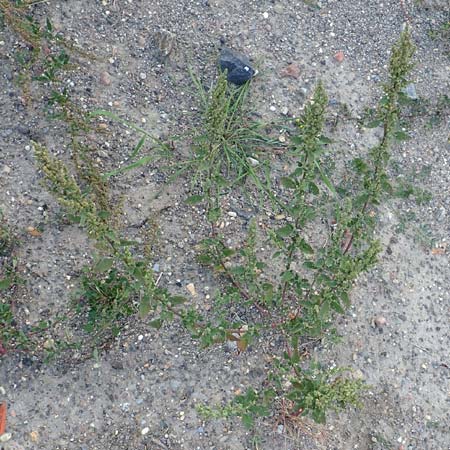 Chenopodium striatiforme / False Striped Goosefoot, D Mannheim 29.9.2015