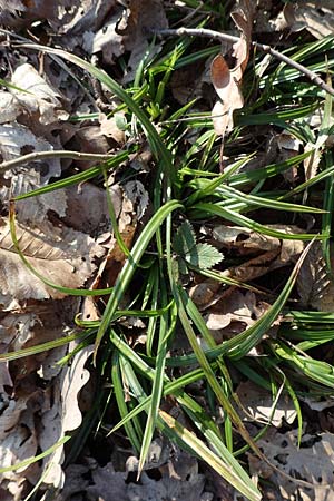 Carex sylvatica \ Wald-Segge, D Östringen-Eichelberg 18.3.2016