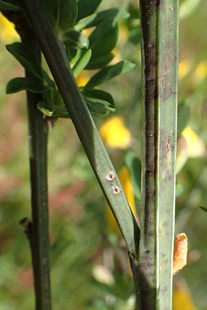 Cytisus striatus / Hairy-Fruited Broom, Portuguese Broom, D Großwallstadt am Main 28.4.2016