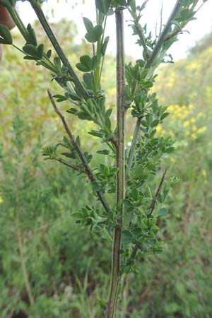 Cytisus striatus \ Gesteifter Besen-Ginster / Hairy-Fruited Broom, Portuguese Broom, D Großwallstadt am Main 28.4.2016