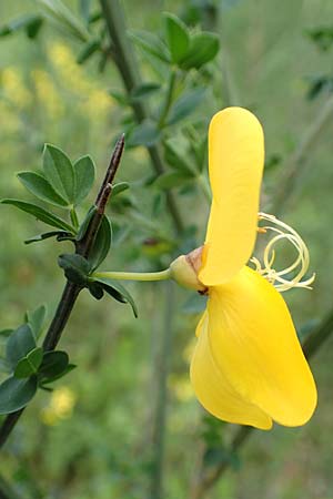 Cytisus striatus \ Gesteifter Besen-Ginster / Hairy-Fruited Broom, Portuguese Broom, D Großwallstadt am Main 28.4.2016