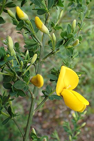 Cytisus striatus / Hairy-Fruited Broom, Portuguese Broom, D Großwallstadt am Main 28.4.2016