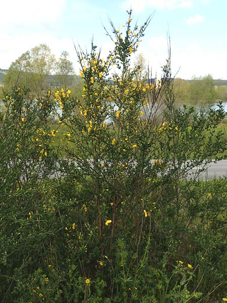 Cytisus striatus / Hairy-Fruited Broom, Portuguese Broom, D Großwallstadt am Main 28.4.2016