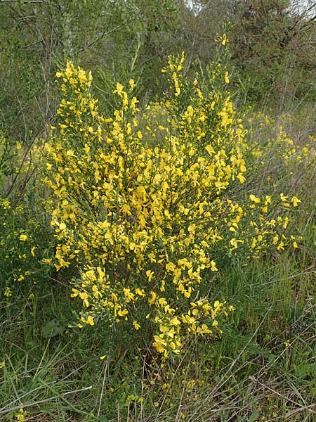 Cytisus striatus \ Gesteifter Besen-Ginster / Hairy-Fruited Broom, Portuguese Broom, D Großwallstadt am Main 28.4.2016