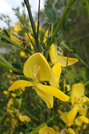 Cytisus striatus \ Gesteifter Besen-Ginster / Hairy-Fruited Broom, Portuguese Broom, D Großwallstadt am Main 28.4.2016