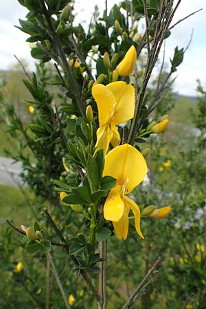 Cytisus striatus \ Gesteifter Besen-Ginster / Hairy-Fruited Broom, Portuguese Broom, D Großwallstadt am Main 28.4.2016