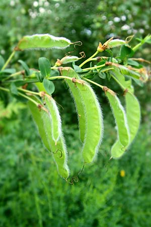 Cytisus striatus / Hairy-Fruited Broom, Portuguese Broom, D Großwallstadt am Main 4.6.2016