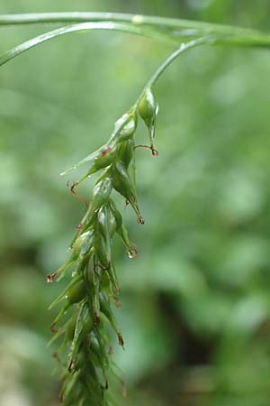 Carex sylvatica \ Wald-Segge, D Günzburg 9.6.2016