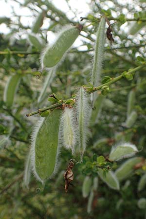 Cytisus striatus / Hairy-Fruited Broom, Portuguese Broom, D Elsenfeld am Main 11.6.2016