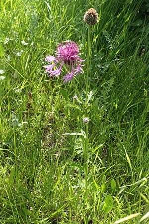 Centaurea scabiosa \ Skabiosen-Flockenblume, D Pfronten 28.6.2016