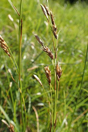 Carex sempervirens \ Horst-Segge, Immergrne Segge / Evergreen Sedge, D Pfronten 28.6.2016