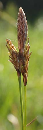 Carex sempervirens \ Horst-Segge, Immergrne Segge / Evergreen Sedge, D Pfronten 28.6.2016