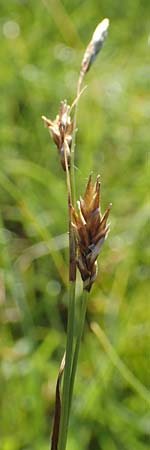 Carex sempervirens \ Horst-Segge, Immergrne Segge / Evergreen Sedge, D Pfronten 28.6.2016