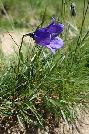 Campanula scheuchzeri \ Scheuchzers Glockenblume / Scheuchzer's Bellflower, D Schwarzwald/Black-Forest, Feldberg 10.7.2016