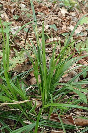 Carex sylvatica \ Wald-Segge, D Kleinwallstadt am Main 8.4.2017