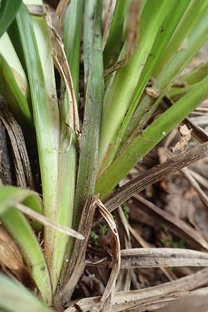 Carex sylvatica \ Wald-Segge, D Kleinwallstadt am Main 8.4.2017