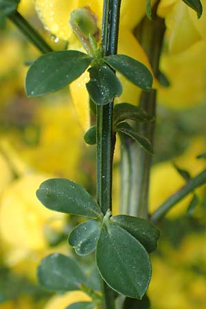 Cytisus striatus \ Gesteifter Besen-Ginster / Hairy-Fruited Broom, Portuguese Broom, D Erlenbach am Main 20.5.2017