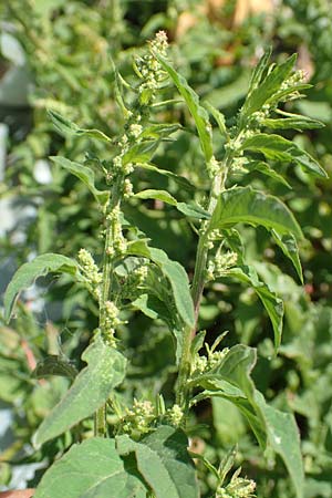 Chenopodium polyspermum \ Vielsamiger Gnsefu / Many-Seeded Goosefoot, D Mannheim 25.6.2017