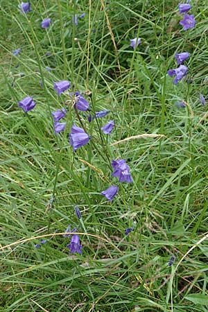 Campanula scheuchzeri \ Scheuchzers Glockenblume / Scheuchzer's Bellflower, D Schwarzwald/Black-Forest, Belchen 22.7.2017