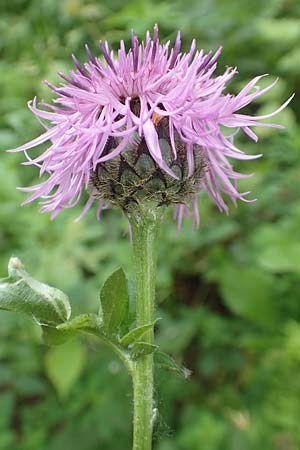 Centaurea scabiosa \ Skabiosen-Flockenblume, D Köln-Zündorf 23.5.2018