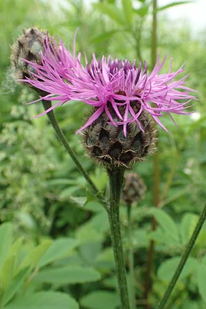 Centaurea scabiosa \ Skabiosen-Flockenblume, D Köln-Zündorf 23.5.2018