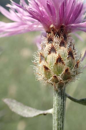 Centaurea stoebe \ Rispen-Flockenblume, D Kaiserstuhl,  Badberg 25.6.2018