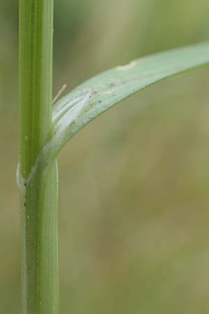 Carex spicata \ Stachel-Segge, Korkfrchtige Segge, D Philippsburg 7.7.2018