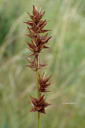 Carex spicata \ Stachel-Segge, Korkfrchtige Segge / Spicate Sedge, Prickly Sedge, D Philippsburg 7.7.2018