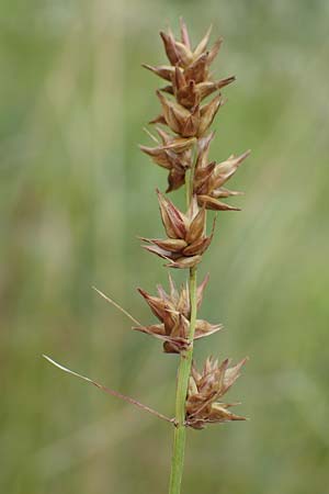 Carex spicata \ Stachel-Segge, Korkfrchtige Segge, D Philippsburg 7.7.2018