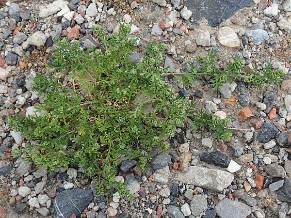 Lepidium coronopus \ Niederliegender Krhenfu, D Bochum 10.7.2018