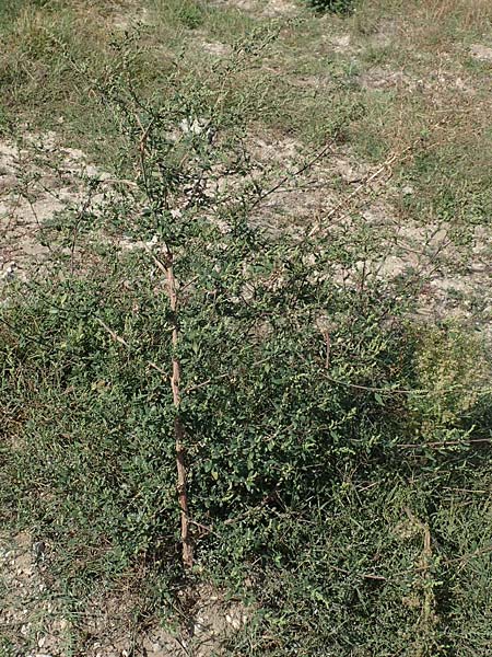 Chenopodium striatiforme \ Kleinblttriger Gnsefu / False Striped Goosefoot, D Mannheim 16.9.2018