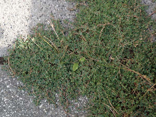 Chamaesyce serpens \ Geschlngelte Wolfsmilch / Matted Sandmat, Creeping Spurge, D Mannheim 24.9.2018