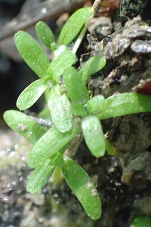 Callitriche stagnalis \ Teich-Wasserstern / Pond Water Starwort, D Sachsenheim-Häfnerhaslach 4.10.2018