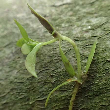 Callitriche stagnalis \ Teich-Wasserstern / Pond Water Starwort, D Sachsenheim-Häfnerhaslach 4.10.2018