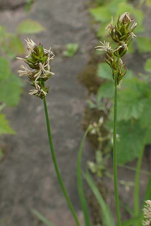 Carex spicata \ Stachel-Segge, Korkfrchtige Segge / Spicate Sedge, Prickly Sedge, D Mannheim 5.5.2019