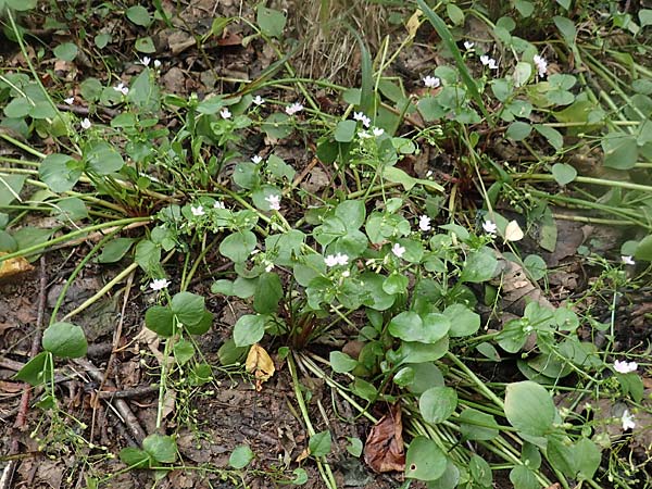 Claytonia sibirica \ Sibirisches Tellerkraut, D Schotten 30.7.2019