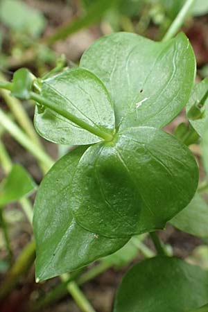 Claytonia sibirica \ Sibirisches Tellerkraut / Indian Lettuce, Pink Purslane, D Schotten 30.7.2019