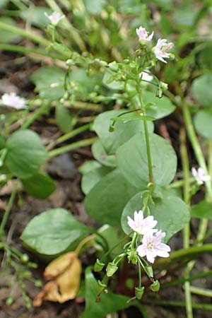 Claytonia sibirica \ Sibirisches Tellerkraut / Indian Lettuce, Pink Purslane, D Schotten 30.7.2019